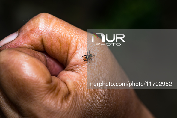 A Banded Phintella (Phintella vittata), also known as the Electric Blue Jumper, is seen climbing on a human hand adorned with a shakha (whit...