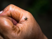 A Banded Phintella (Phintella vittata), also known as the Electric Blue Jumper, is seen climbing on a human hand adorned with a shakha (whit...