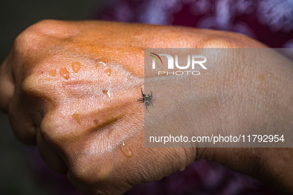 A Banded Phintella (Phintella vittata), also known as the Electric Blue Jumper, is seen climbing on a human hand adorned with a shakha (whit...