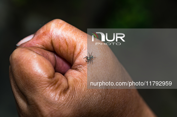 A Banded Phintella (Phintella vittata), also known as the Electric Blue Jumper, is seen climbing on a human hand adorned with a shakha (whit...