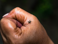 A Banded Phintella (Phintella vittata), also known as the Electric Blue Jumper, is seen climbing on a human hand adorned with a shakha (whit...