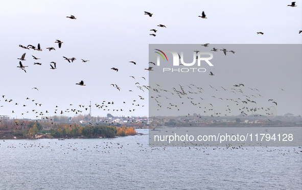 Wild geese fly at Yiquanhu Wetland Park in Handan, Hebei province, China, on November 19, 2024. 