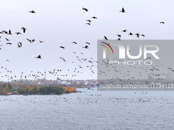 Wild geese fly at Yiquanhu Wetland Park in Handan, Hebei province, China, on November 19, 2024. (