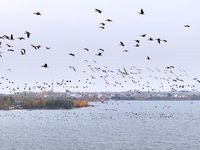 Wild geese fly at Yiquanhu Wetland Park in Handan, Hebei province, China, on November 19, 2024. (