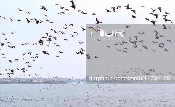 Wild geese fly at Yiquanhu Wetland Park in Handan, Hebei province, China, on November 19, 2024. 