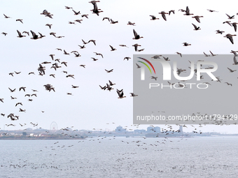 Wild geese fly at Yiquanhu Wetland Park in Handan, Hebei province, China, on November 19, 2024. (