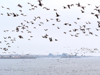 Wild geese fly at Yiquanhu Wetland Park in Handan, Hebei province, China, on November 19, 2024. (