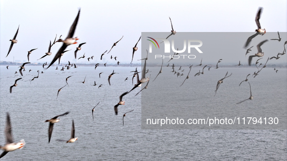 Wild geese fly at Yiquanhu Wetland Park in Handan, Hebei province, China, on November 19, 2024. 