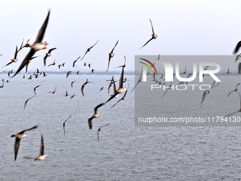 Wild geese fly at Yiquanhu Wetland Park in Handan, Hebei province, China, on November 19, 2024. (