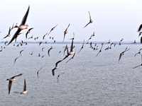 Wild geese fly at Yiquanhu Wetland Park in Handan, Hebei province, China, on November 19, 2024. (