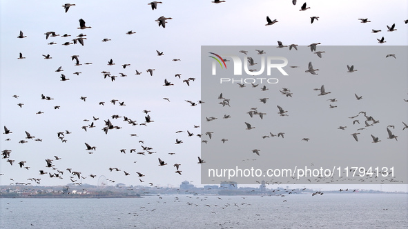 Wild geese fly at Yiquanhu Wetland Park in Handan, Hebei province, China, on November 19, 2024. 