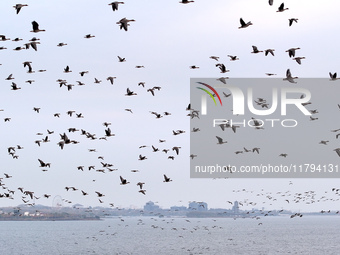 Wild geese fly at Yiquanhu Wetland Park in Handan, Hebei province, China, on November 19, 2024. (