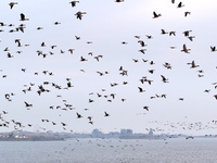 Wild geese fly at Yiquanhu Wetland Park in Handan, Hebei province, China, on November 19, 2024. (