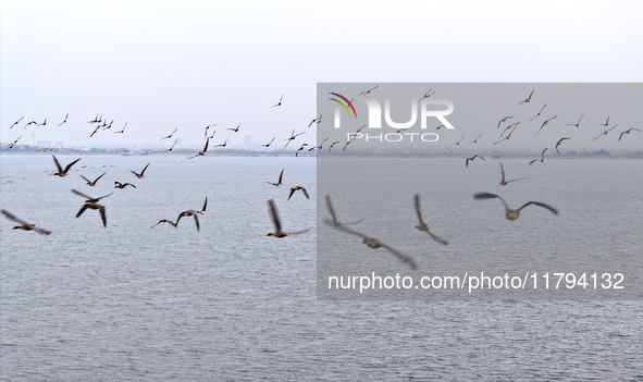 Wild geese fly at Yiquanhu Wetland Park in Handan, Hebei province, China, on November 19, 2024. 