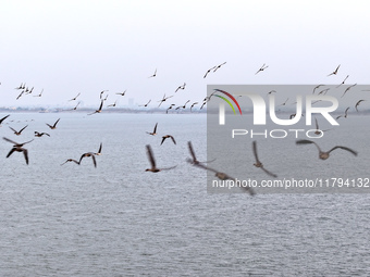 Wild geese fly at Yiquanhu Wetland Park in Handan, Hebei province, China, on November 19, 2024. (