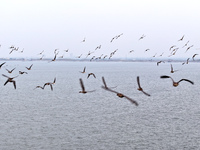 Wild geese fly at Yiquanhu Wetland Park in Handan, Hebei province, China, on November 19, 2024. (