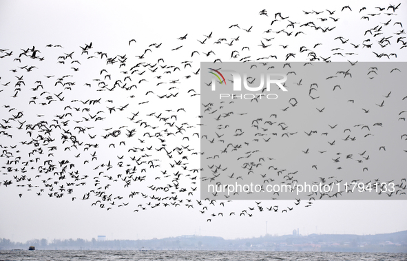 Wild geese fly at Yiquanhu Wetland Park in Handan, Hebei province, China, on November 19, 2024. 