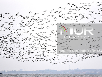 Wild geese fly at Yiquanhu Wetland Park in Handan, Hebei province, China, on November 19, 2024. (