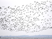 Wild geese fly at Yiquanhu Wetland Park in Handan, Hebei province, China, on November 19, 2024. (