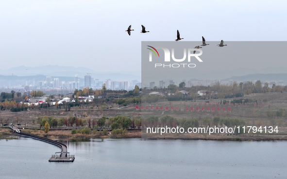 Wild geese fly at Yiquanhu Wetland Park in Handan, Hebei province, China, on November 19, 2024. 