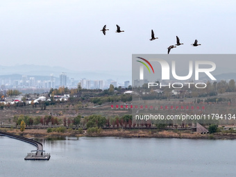 Wild geese fly at Yiquanhu Wetland Park in Handan, Hebei province, China, on November 19, 2024. (