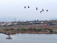 Wild geese fly at Yiquanhu Wetland Park in Handan, Hebei province, China, on November 19, 2024. (