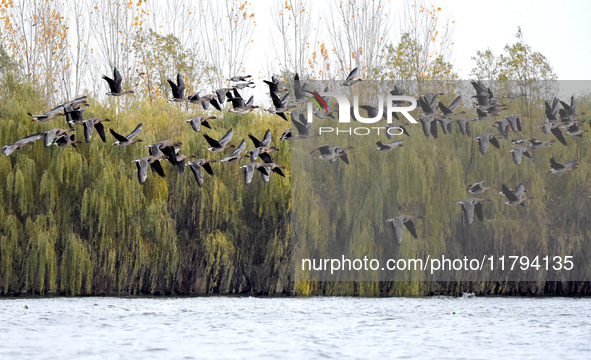 Wild geese fly at Yiquanhu Wetland Park in Handan, Hebei province, China, on November 19, 2024. 