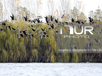 Wild geese fly at Yiquanhu Wetland Park in Handan, Hebei province, China, on November 19, 2024. (