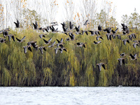 Wild geese fly at Yiquanhu Wetland Park in Handan, Hebei province, China, on November 19, 2024. (