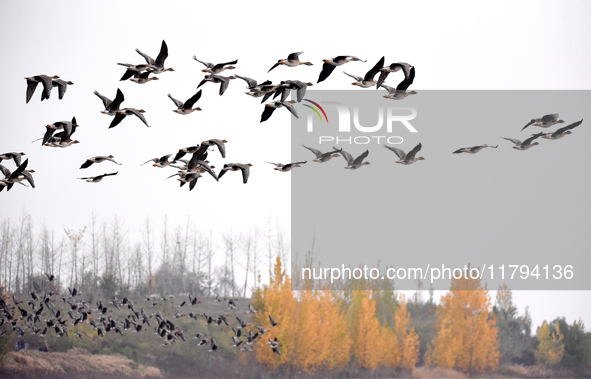 Wild geese fly at Yiquanhu Wetland Park in Handan, Hebei province, China, on November 19, 2024. 