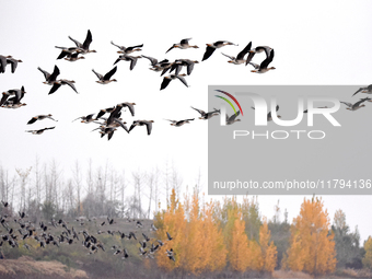 Wild geese fly at Yiquanhu Wetland Park in Handan, Hebei province, China, on November 19, 2024. (