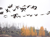 Wild geese fly at Yiquanhu Wetland Park in Handan, Hebei province, China, on November 19, 2024. (