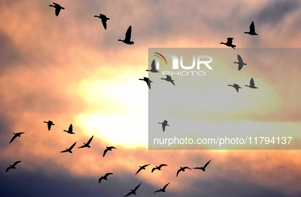 Wild geese fly at Yiquanhu Wetland Park in Handan, Hebei province, China, on November 19, 2024. 