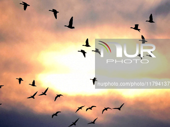 Wild geese fly at Yiquanhu Wetland Park in Handan, Hebei province, China, on November 19, 2024. (