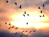 Wild geese fly at Yiquanhu Wetland Park in Handan, Hebei province, China, on November 19, 2024. (