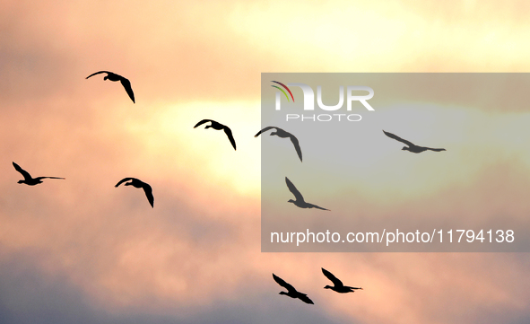 Wild geese fly at Yiquanhu Wetland Park in Handan, Hebei province, China, on November 19, 2024. 