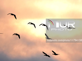 Wild geese fly at Yiquanhu Wetland Park in Handan, Hebei province, China, on November 19, 2024. (