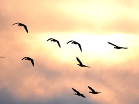 Wild geese fly at Yiquanhu Wetland Park in Handan, Hebei province, China, on November 19, 2024. (