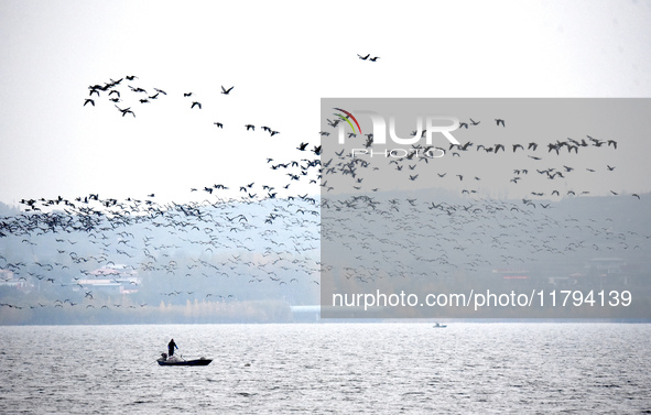 Wild geese fly at Yiquanhu Wetland Park in Handan, Hebei province, China, on November 19, 2024. 