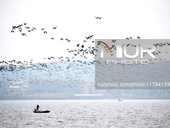 Wild geese fly at Yiquanhu Wetland Park in Handan, Hebei province, China, on November 19, 2024. (