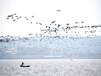 Wild geese fly at Yiquanhu Wetland Park in Handan, Hebei province, China, on November 19, 2024. (