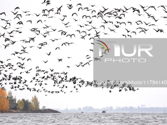 Wild geese fly at Yiquanhu Wetland Park in Handan, Hebei province, China, on November 19, 2024. (