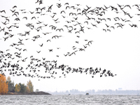 Wild geese fly at Yiquanhu Wetland Park in Handan, Hebei province, China, on November 19, 2024. (