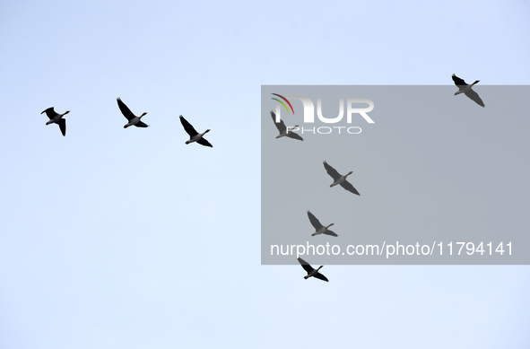 Wild geese fly at Yiquanhu Wetland Park in Handan, Hebei province, China, on November 19, 2024. 