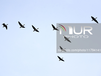 Wild geese fly at Yiquanhu Wetland Park in Handan, Hebei province, China, on November 19, 2024. (