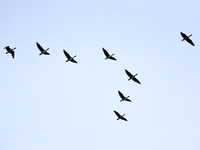 Wild geese fly at Yiquanhu Wetland Park in Handan, Hebei province, China, on November 19, 2024. (