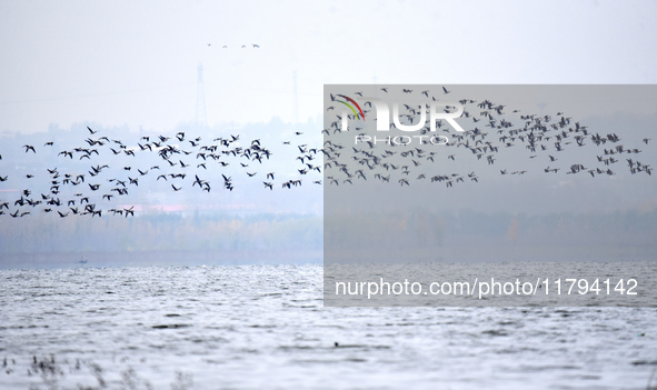 Wild geese fly at Yiquanhu Wetland Park in Handan, Hebei province, China, on November 19, 2024. 