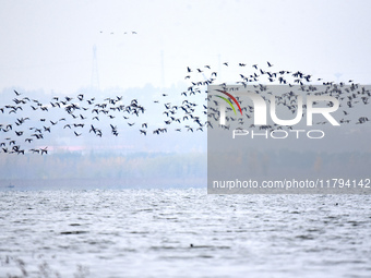 Wild geese fly at Yiquanhu Wetland Park in Handan, Hebei province, China, on November 19, 2024. (