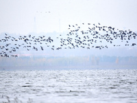 Wild geese fly at Yiquanhu Wetland Park in Handan, Hebei province, China, on November 19, 2024. (