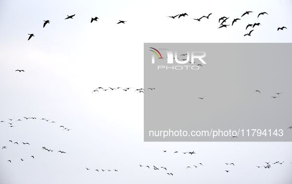 Wild geese fly at Yiquanhu Wetland Park in Handan, Hebei province, China, on November 19, 2024. 